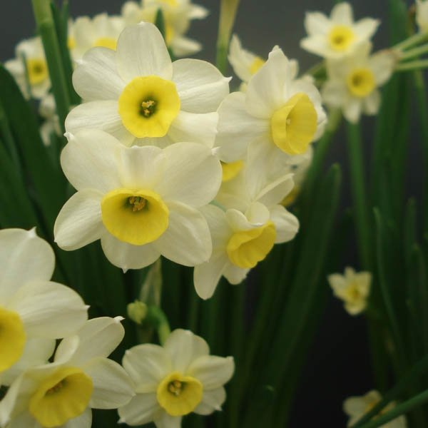 Narcisse tazetta 'Minnow' PB 3
